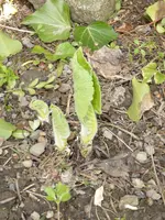 T1040780Telekie.webp