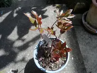 SAM_2341.webp