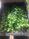 Rucola.JPG