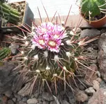 SAM_2372.webp