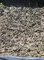 Zwiebelhochbeet.webp
