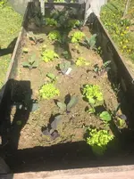 Kohlrabihochbeet.webp