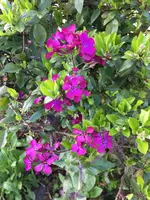 Staude blau - lila ? (1).webp