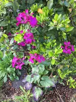 Staude blau - lila ?.webp