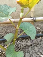 Unbekannt1.webp Unbekannt1.webp