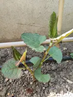 Unbekannt2.webp Unbekannt2.webp