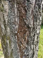 Birke1.webp