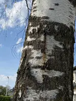 Birke2.webp