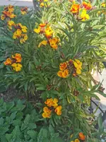IMG_20210425_150724.webp