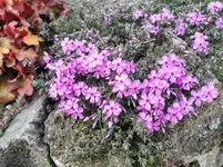 IMG_20210425_150825.webp