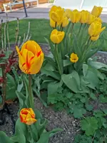 IMG_20210425_150741.webp