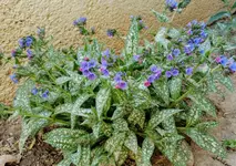 IMG_20210425_170857.webp