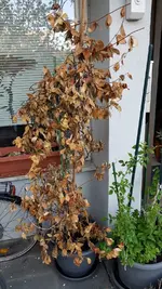 IMG-20210425-WA0003.webp