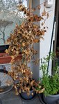 IMG-20210425-WA0003.jpg