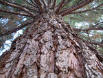 mamutbaum.jpg