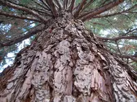 mamutbaum.webp