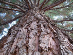 mamutbaum.jpg