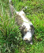 IMG_1528 v (2).webp
