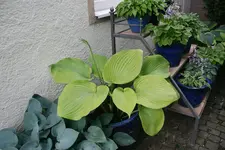 Hostaparade4419.webp