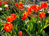 Tulpen 2021 1.webp