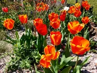 Tulpen 2021 2.webp
