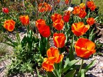 Tulpen 2021 2.jpg