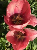 Tulpe.webp