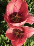 Tulpe.JPG