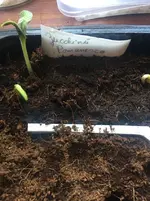 Zucchini.JPG