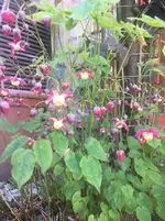 Elfenblume.webp