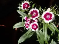c041.webp