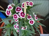 c042.webp