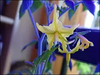 c044.webp