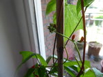 P1030307Feuerbohne.JPG