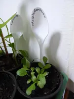 P1030309Schokoladenblume.webp