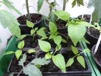 P1030312Snackpaprika.webp