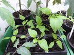 P1030312Snackpaprika.JPG