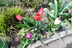 Tulpe 4.JPG