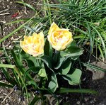 Tulpe 5 (2).JPG