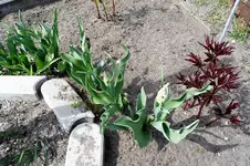 Tulpe 6.webp
