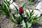 Tulpe 7.JPG