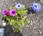 Anemone 6 (2).JPG