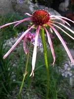 DSCN9073.webp