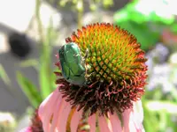 DSCN6604.webp