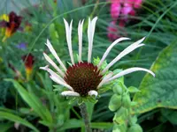 DSCN6693.webp