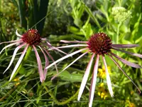 DSCN6853.webp