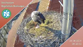 storch.webp