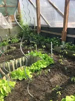 TomatenWalipini1.JPG