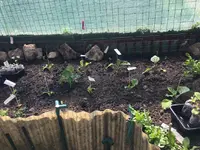 AubergineimWalipini.webp