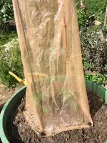 Tomatillo1.JPG